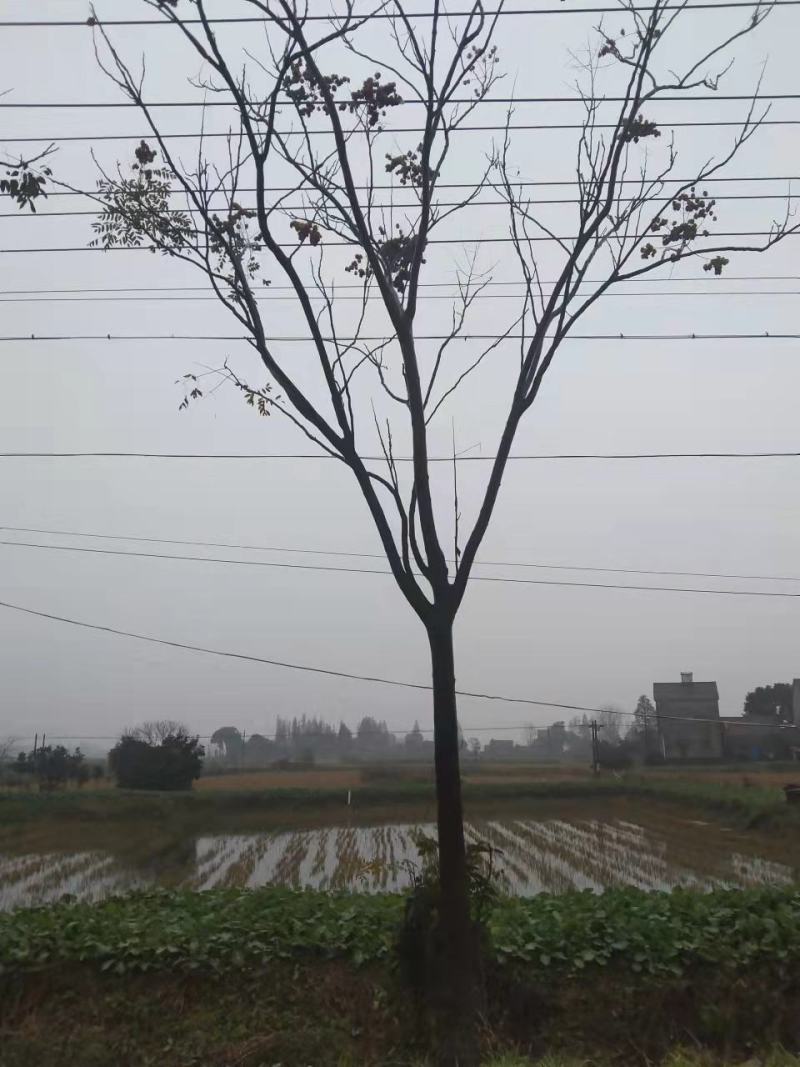 栾树湖南栾树现挖现发产区直发原土发货包成活一手货源