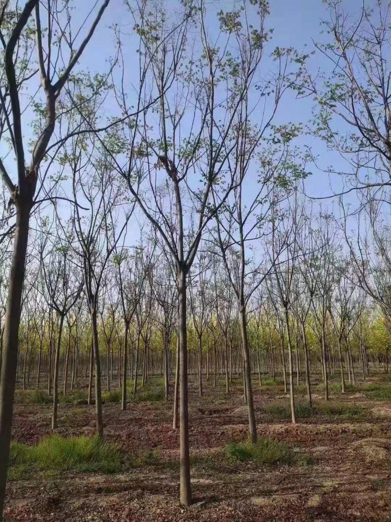 栾树湖南栾树现挖现发产区直发原土发货包成活一手货源