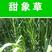 皇竹草种节，万亩基地直发，养牛，猪，鸡鸭鹅用的皇竹草，甜