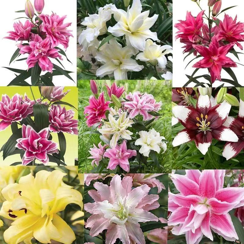 年宵花香水百合种球盆栽花卉室内观花植物四季开花耐寒花卉种