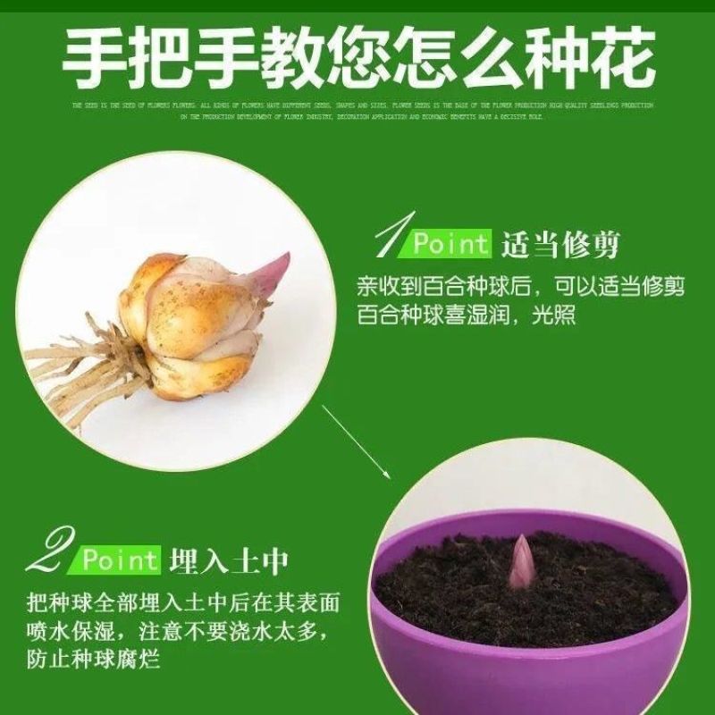 年宵花香水百合种球盆栽花卉室内观花植物四季开花耐寒花卉种