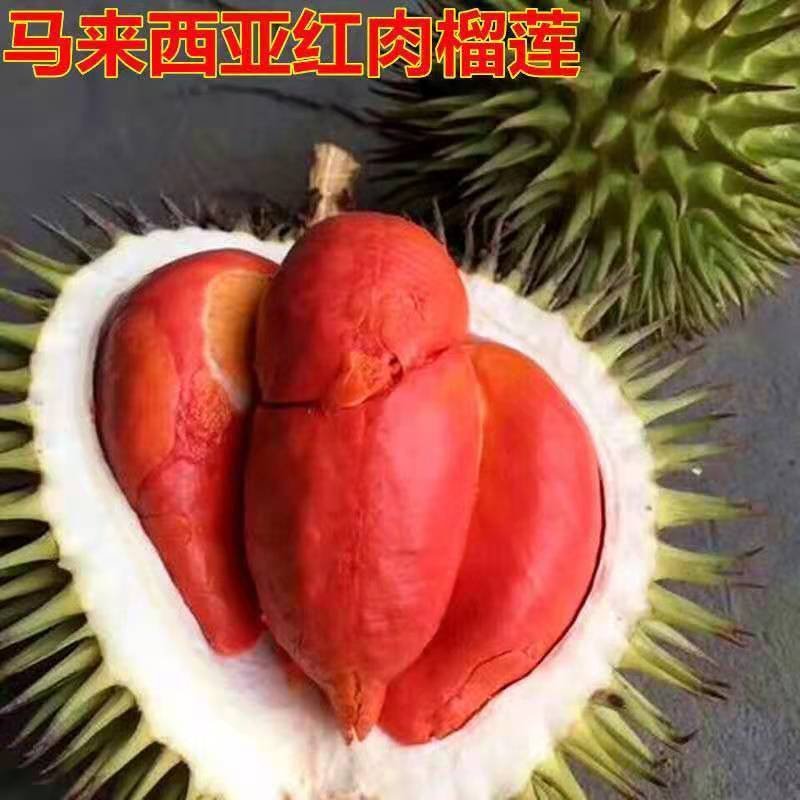 红肉榴莲树苗新品青稞榴莲苗四季抗寒抗旱盆栽地栽南北方种植