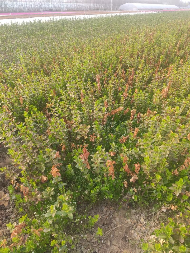 卫矛基地基地直发质量保证。视频发货