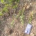 卫矛基地基地直发质量保证。视频发货