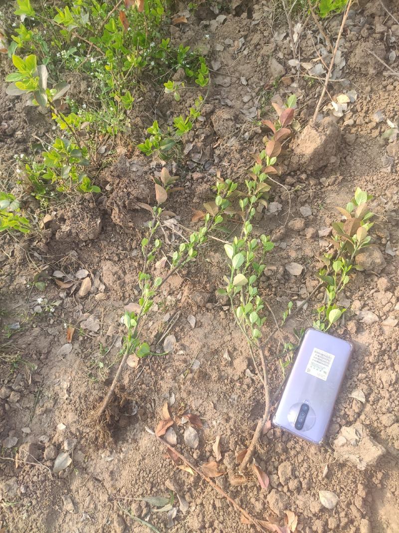 卫矛基地基地直发质量保证。视频发货