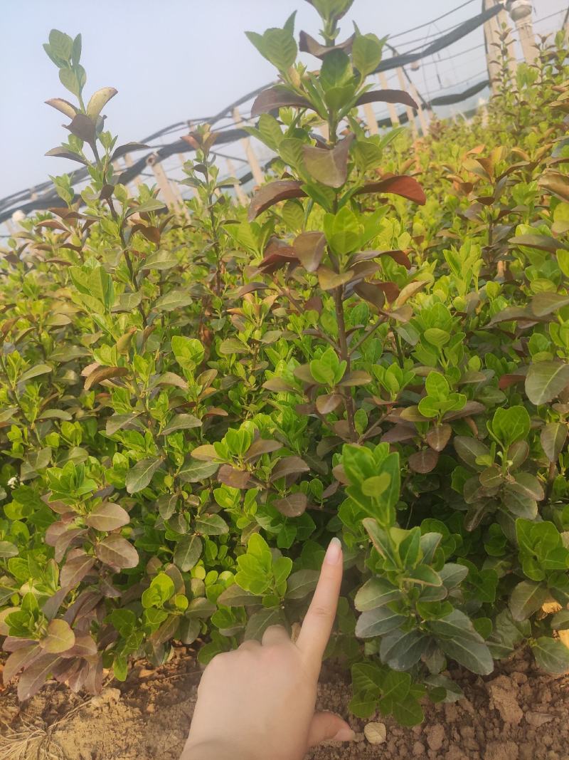卫矛基地基地直发质量保证。视频发货