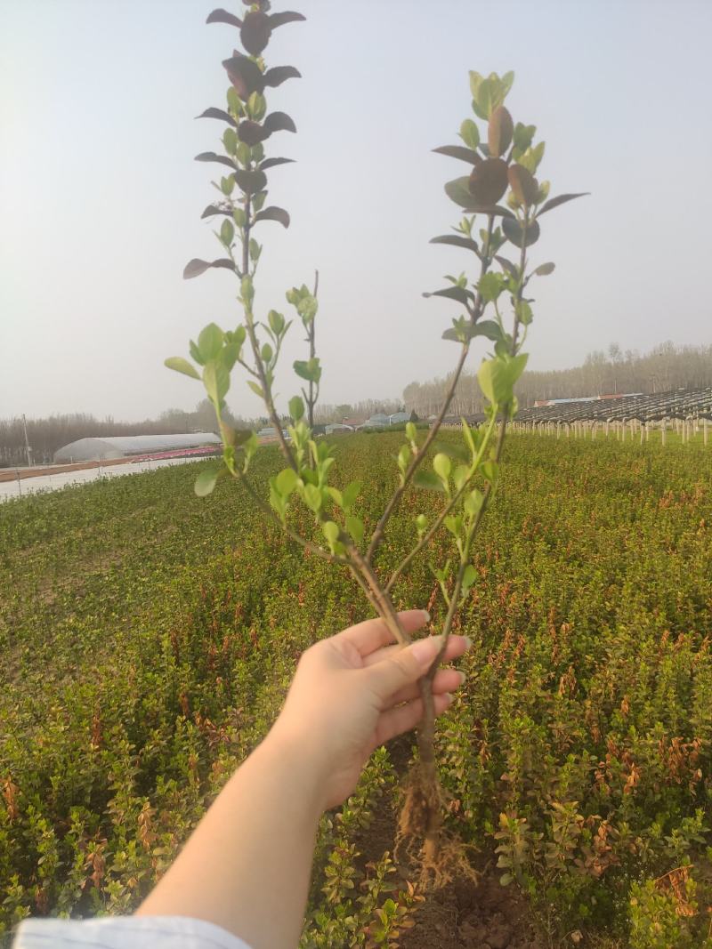 卫矛基地基地直发质量保证。视频发货