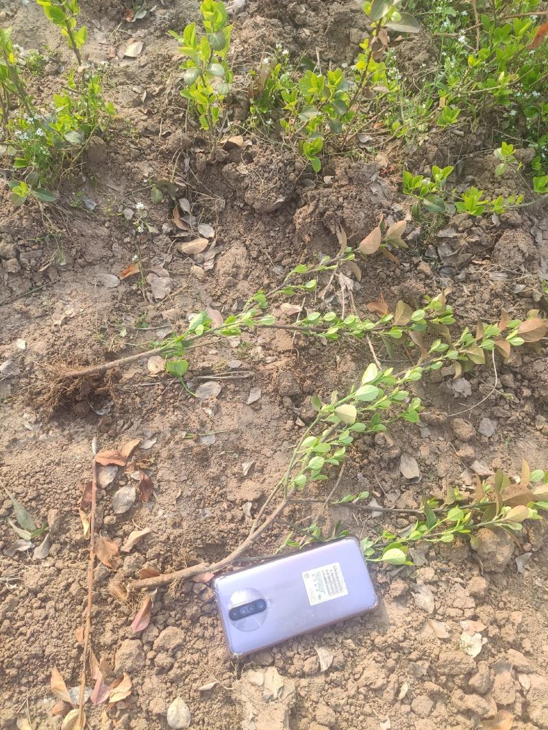 卫矛基地基地直发质量保证。视频发货