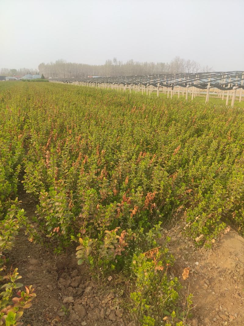 卫矛基地基地直发质量保证。视频发货
