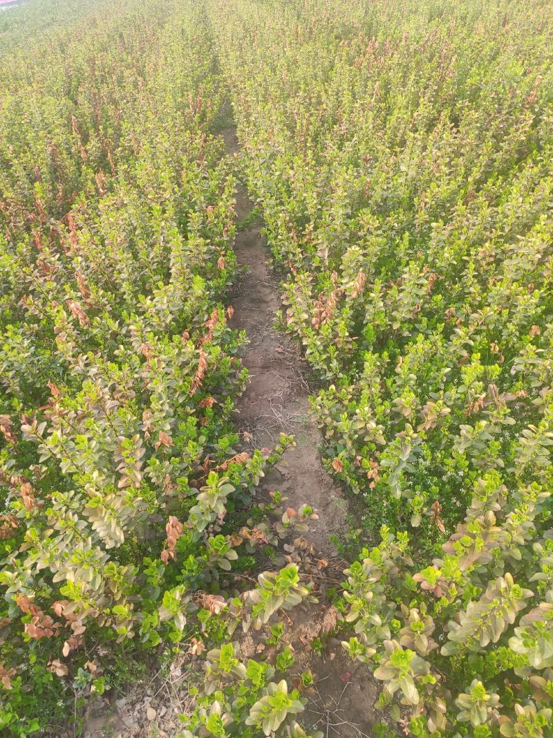 卫矛基地基地直发质量保证。视频发货