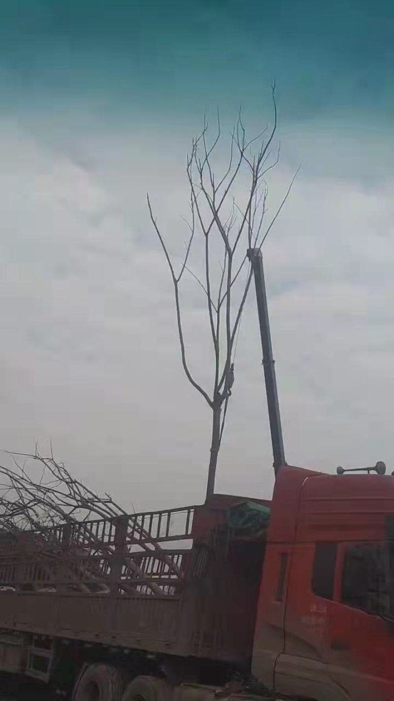 乌桕湖南南县乌桕专业苗圃基地产区直发各种规格