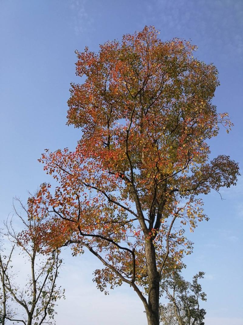 乌桕湖南南县乌桕专业苗圃基地产区直发各种规格
