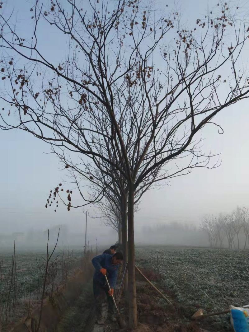 乌桕湖南南县乌桕专业苗圃基地产区直发各种规格