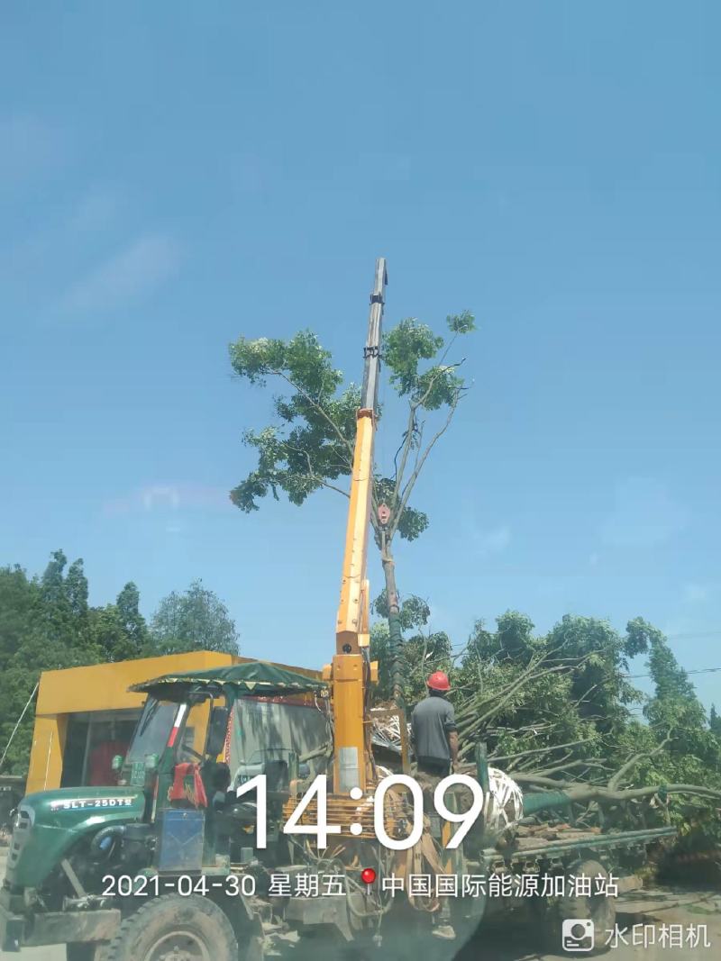 乌桕湖南南县乌桕专业苗圃基地产区直发各种规格