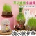 创意长草头娃娃迷你小植物盆栽室内阳台抖音同款可爱桌面摆件