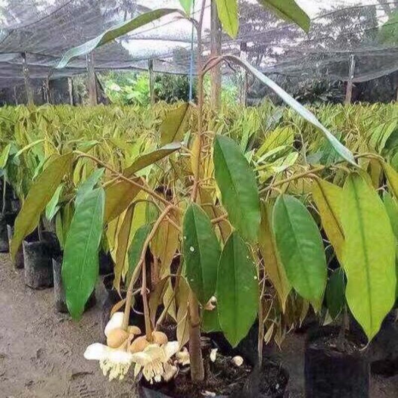 红肉榴莲树苗新品青稞榴莲苗四季抗寒抗旱盆栽地栽南北方种植