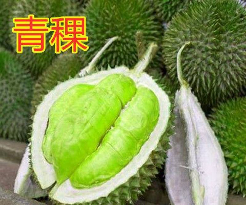 红肉榴莲树苗新品青稞榴莲苗四季抗寒抗旱盆栽地栽南北方种植