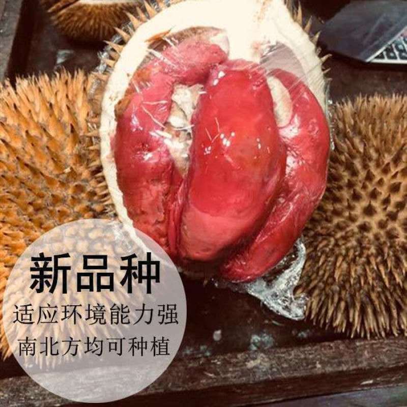 红肉榴莲树苗新品青稞榴莲苗四季抗寒抗旱盆栽地栽南北方种植