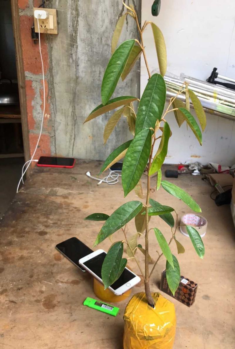 红肉榴莲树苗新品青稞榴莲苗四季抗寒抗旱盆栽地栽南北方种植