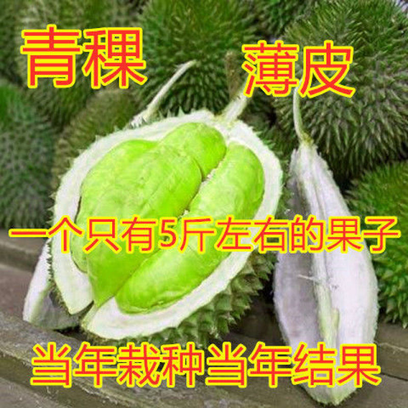 红肉榴莲树苗新品青稞榴莲苗四季抗寒抗旱盆栽地栽南北方种植
