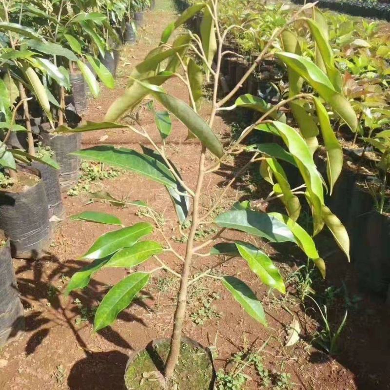红肉榴莲树苗新品青稞榴莲苗四季抗寒抗旱盆栽地栽南北方种植