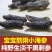 淡干海参小黑刺参辽参滋补营养美味干货1袋50只包邮