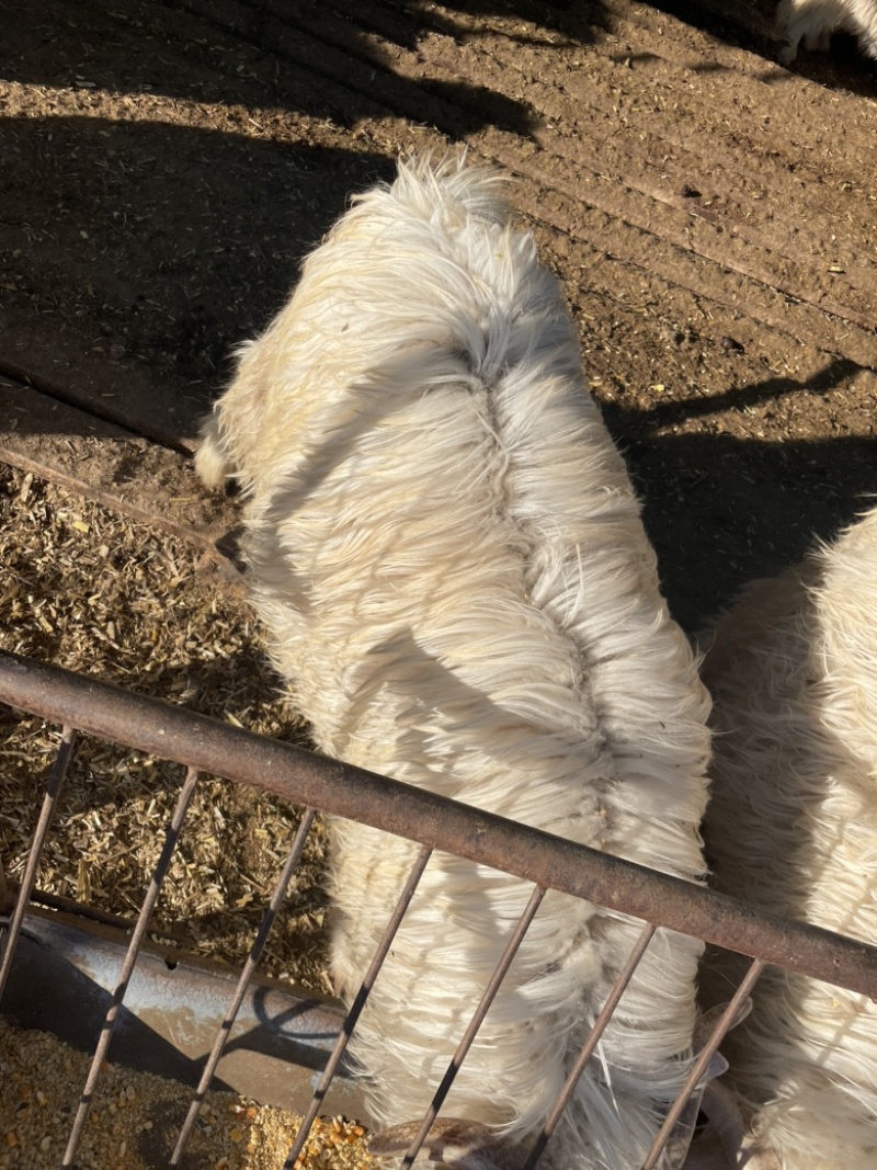辽宁盖州李小山羊代办全国代发诚信经营