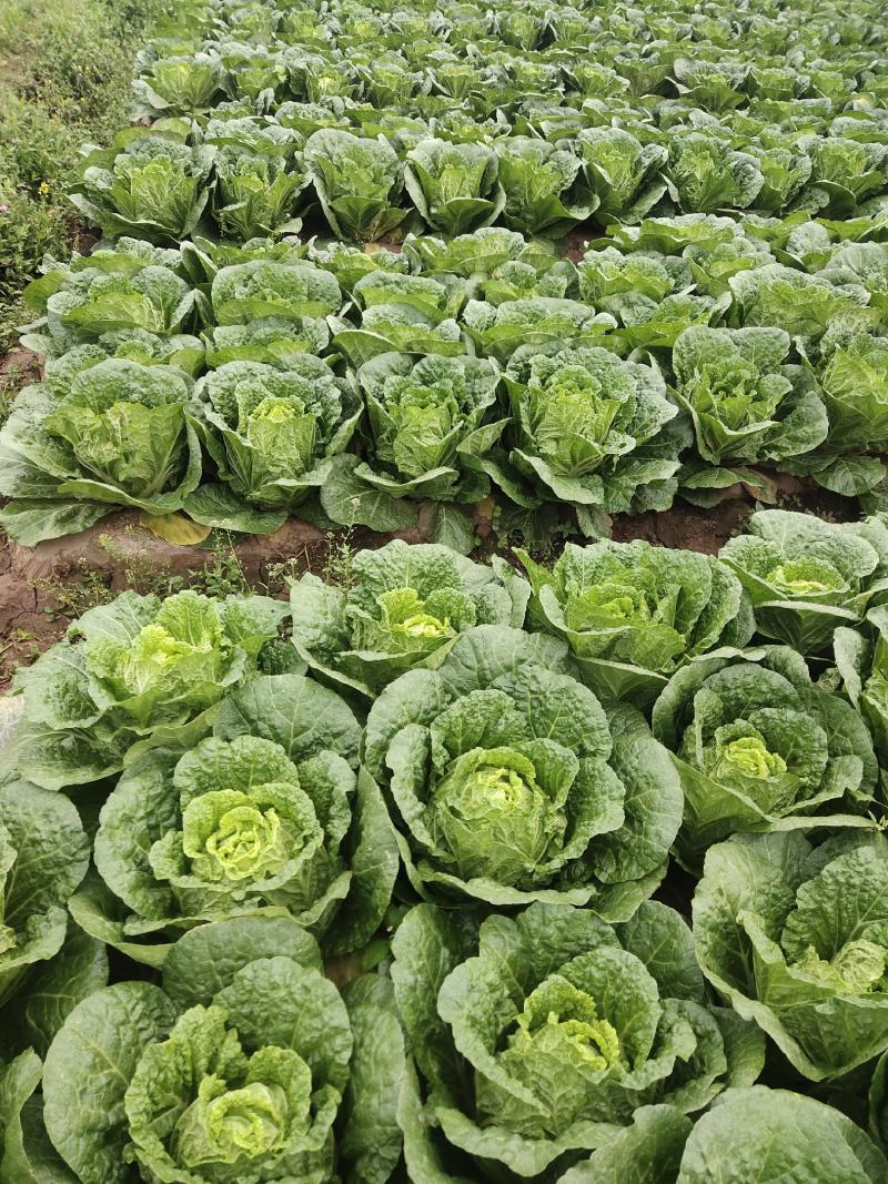 黄心白菜