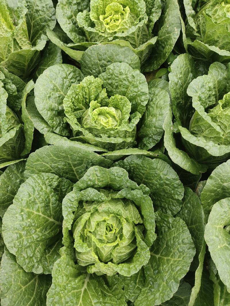 黄心白菜