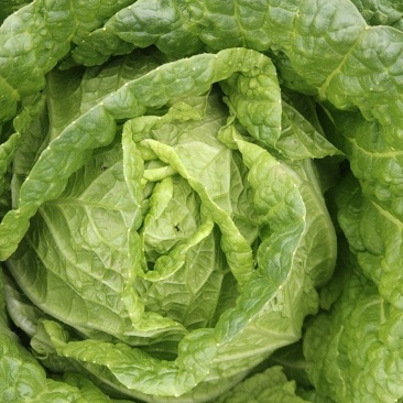 黄心白菜