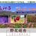 多年生野花组合种子花海庭院绿化四季开花耐寒耐旱新手易种