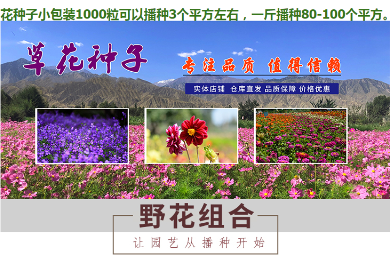 多年生野花组合种子花海庭院绿化四季开花耐寒耐旱新手易种