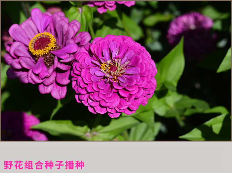 多年生野花组合种子花海庭院绿化四季开花耐寒耐旱新手易种