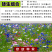 多年生野花组合种子花海庭院绿化四季开花耐寒耐旱新手易种