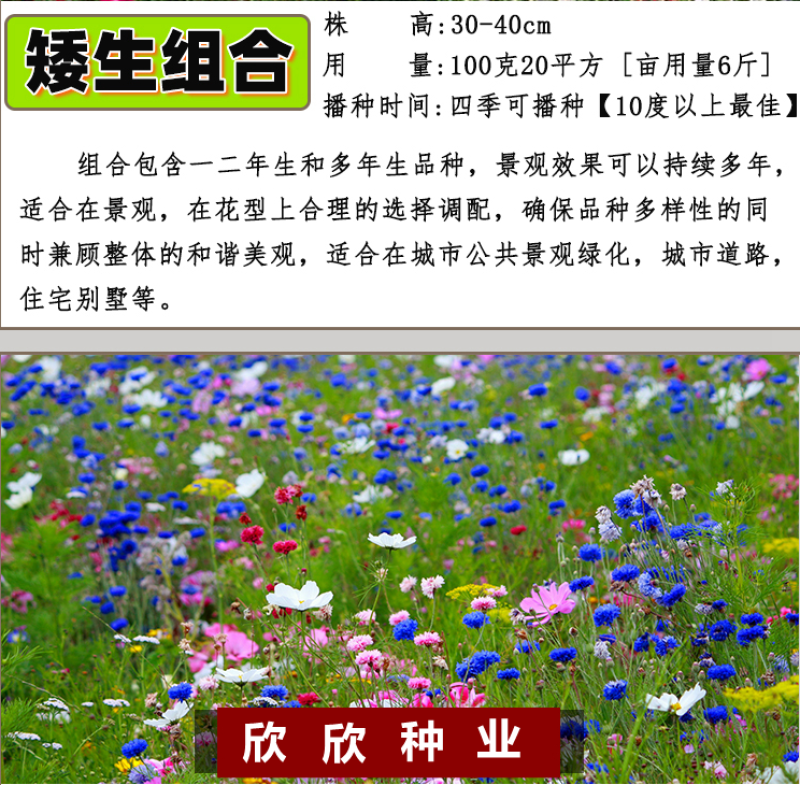 多年生野花组合种子花海庭院绿化四季开花耐寒耐旱新手易种