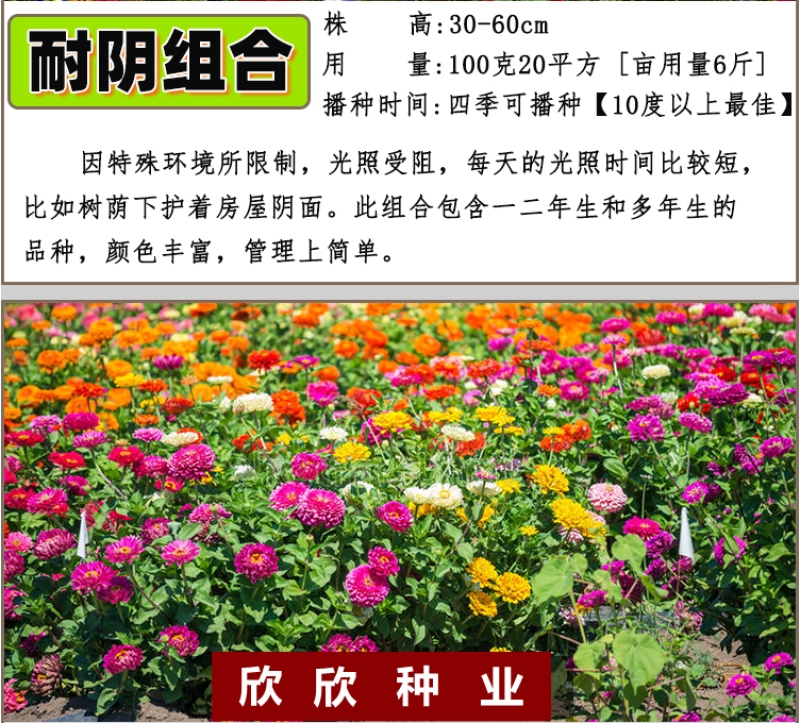 多年生野花组合种子花海庭院绿化四季开花耐寒耐旱新手易种