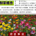 多年生野花组合种子花海庭院绿化四季开花耐寒耐旱新手易种