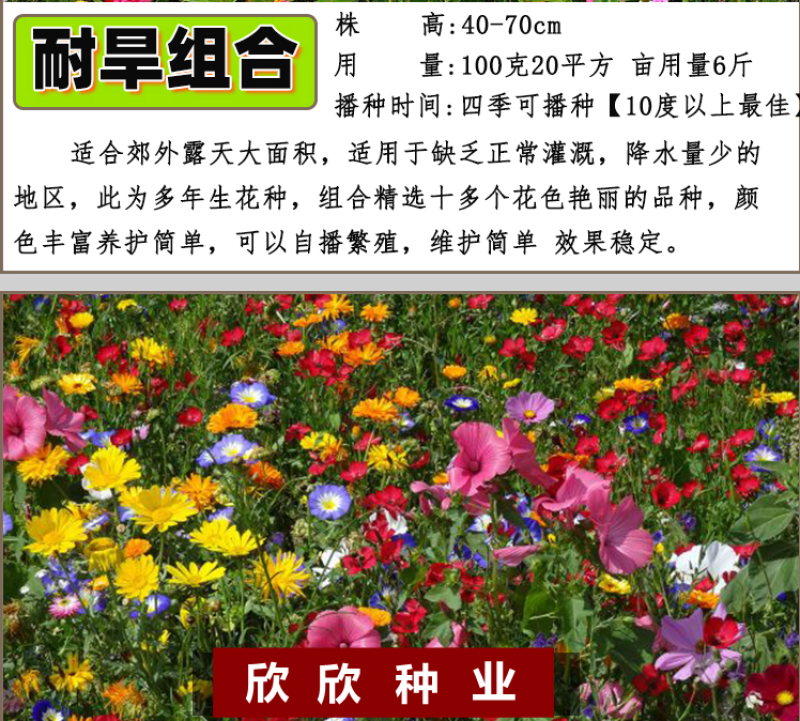 多年生野花组合种子花海庭院绿化四季开花耐寒耐旱新手易种