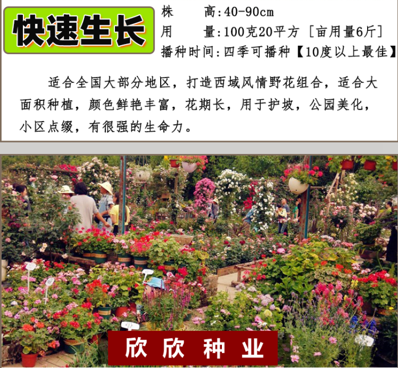 多年生野花组合种子花海庭院绿化四季开花耐寒耐旱新手易种