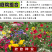 多年生野花组合种子花海庭院绿化四季开花耐寒耐旱新手易种