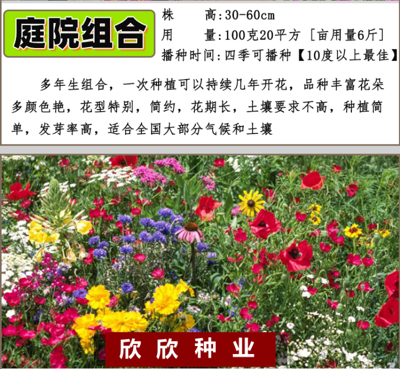 多年生野花组合种子花海庭院绿化四季开花耐寒耐旱新手易种