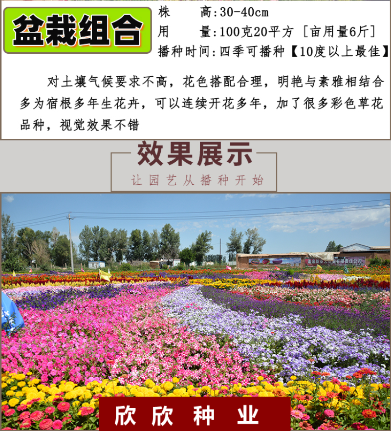多年生野花组合种子花海庭院绿化四季开花耐寒耐旱新手易种