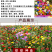 多年生野花组合种子花海庭院绿化四季开花耐寒耐旱新手易种