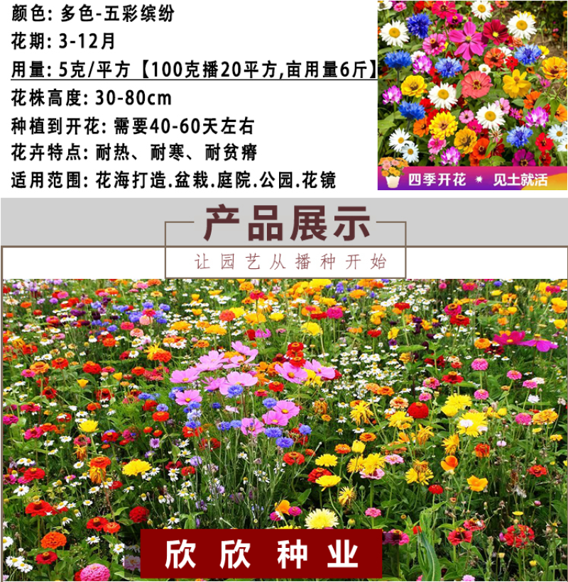 多年生野花组合种子花海庭院绿化四季开花耐寒耐旱新手易种
