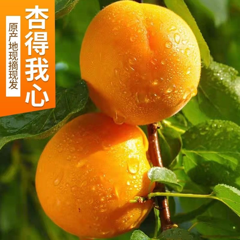 杏子大量上市，产地直销，汁水充足，欢迎各位老板前来选购