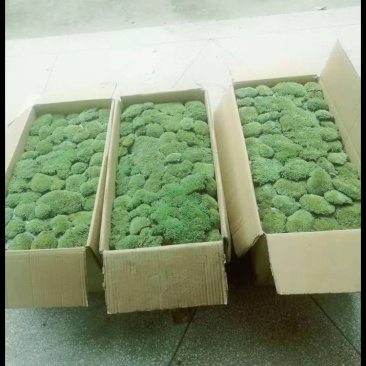 自采苔藓，白发，大灰，短绒，星星