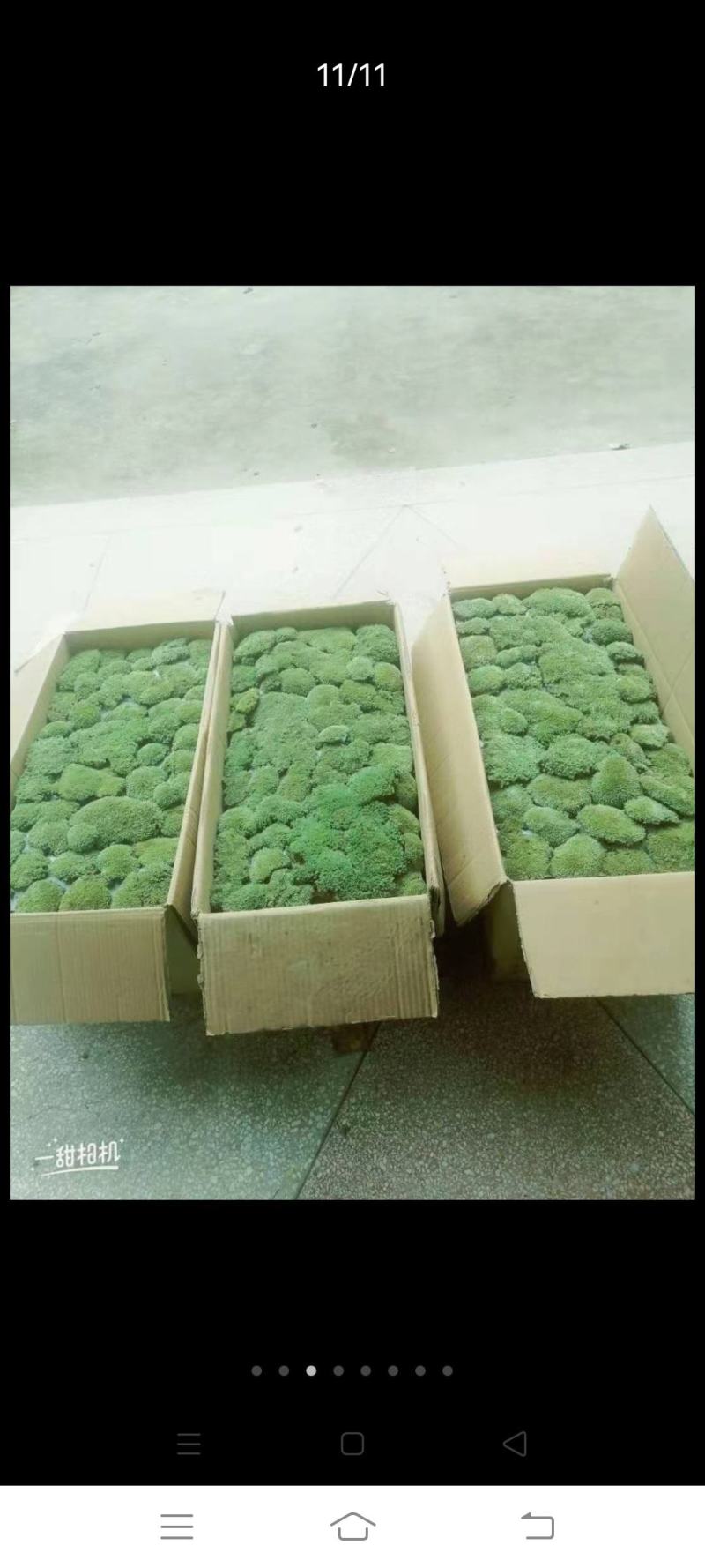 自采苔藓，白发，大灰，短绒，星星