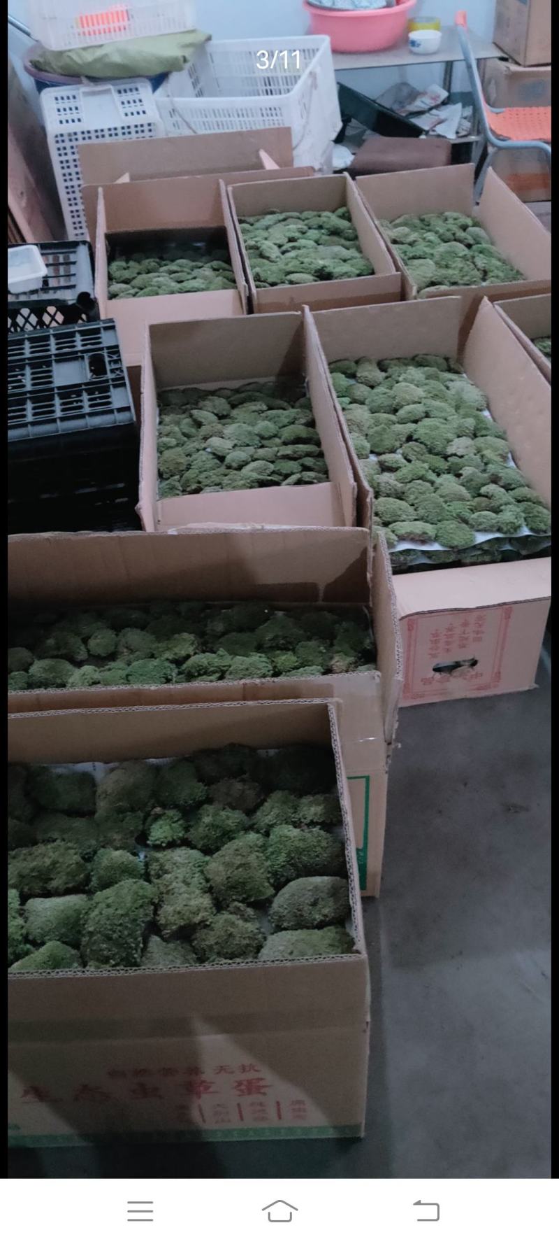 自采苔藓，白发，大灰，短绒，星星