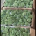自采苔藓，白发，大灰，短绒，星星