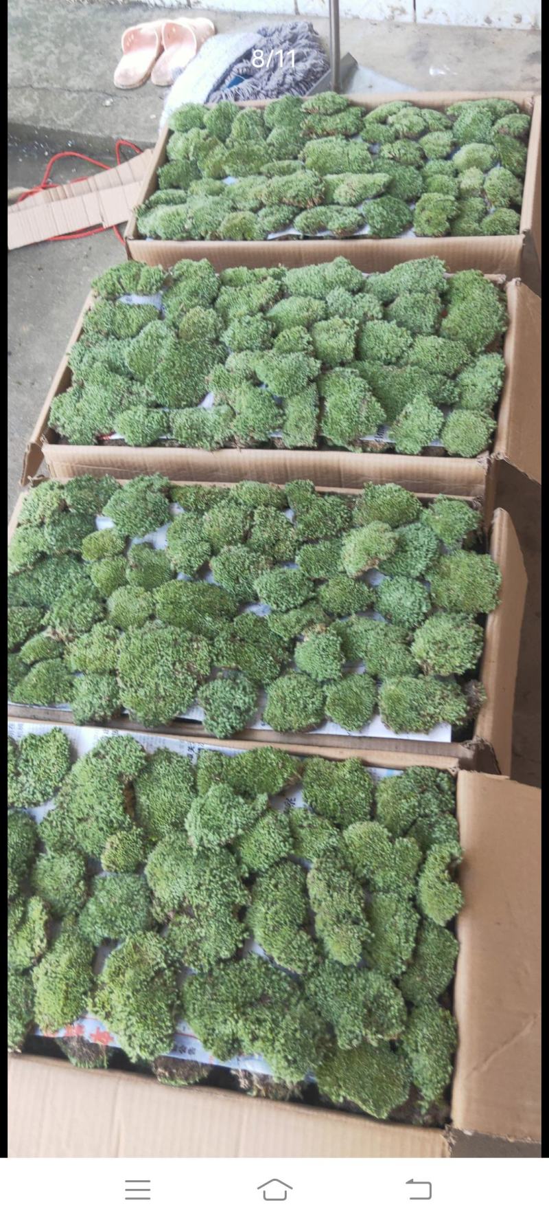 自采苔藓，白发，大灰，短绒，星星